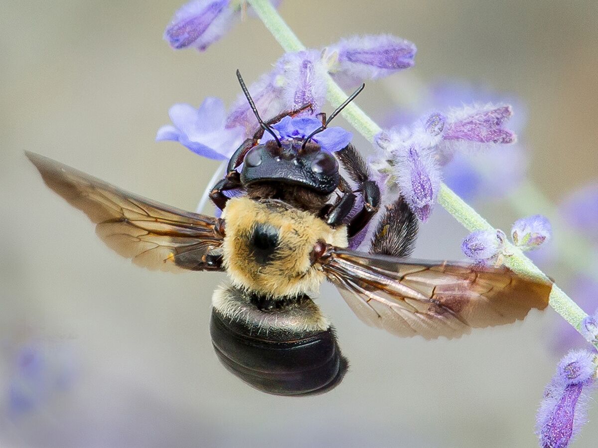 Meet Ontario's Pollinators Ontario Agricultural College